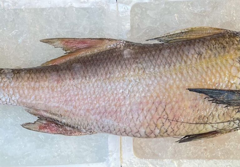 Balai Threadfins Whole (3.5kg+-)